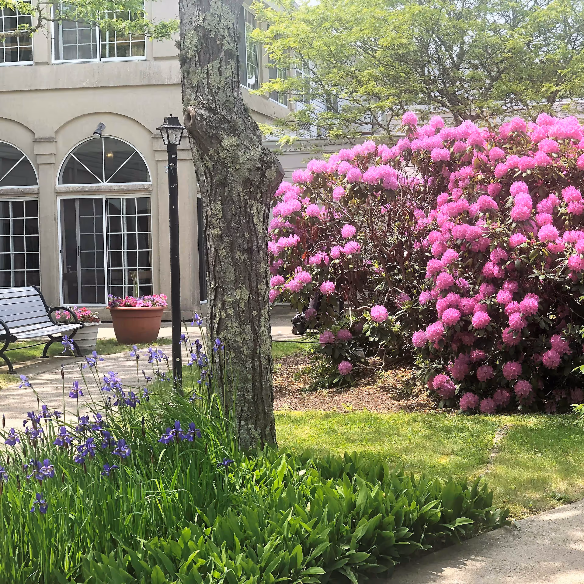 Outdoor garden area at Cape Heritage Rehabilitation & Health Care Center featuring a large tree, blooming pink rhododendron bushes, purple irises, green plants, a black metal bench, and a building with large windows and arched doorways in the background.