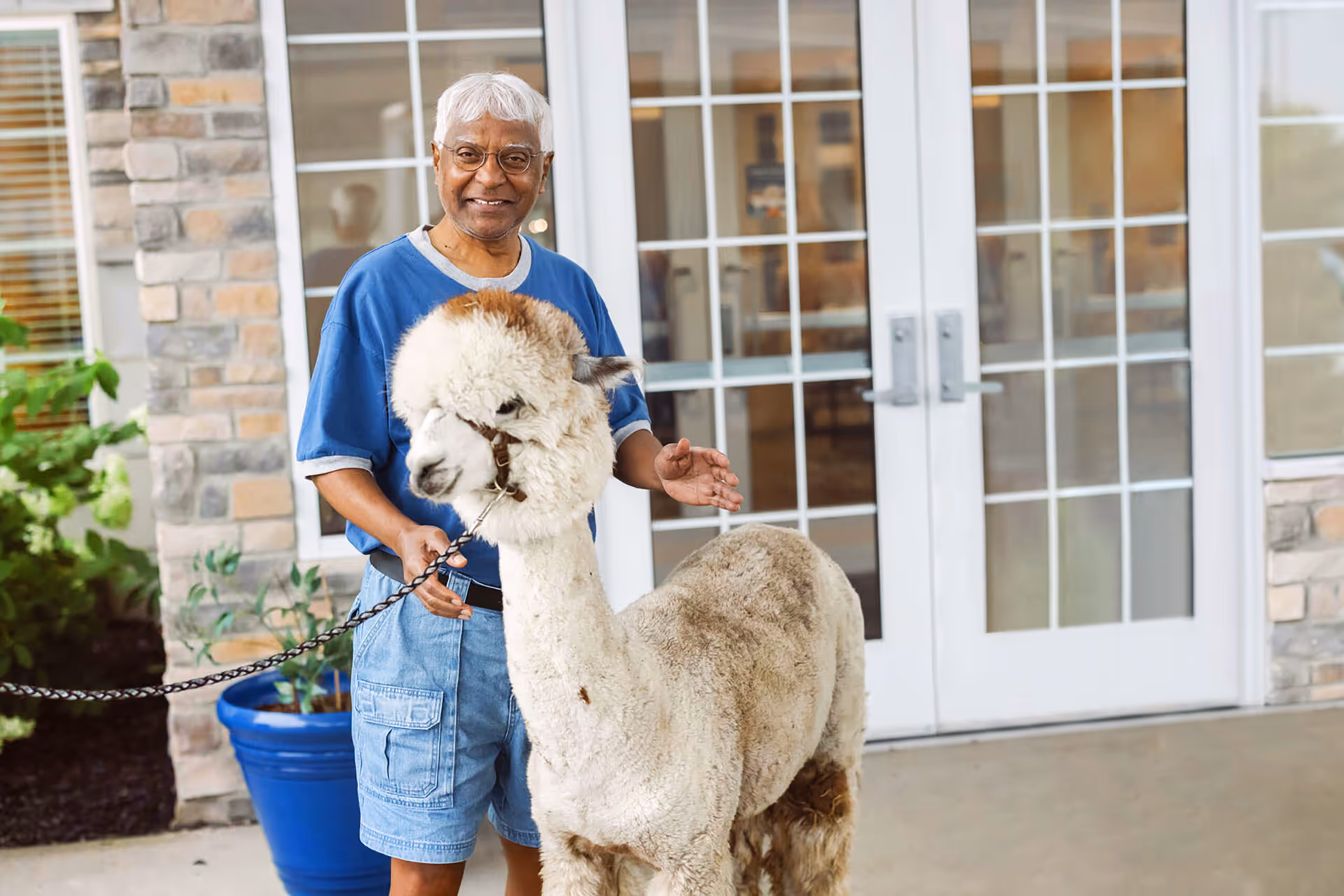 An elderly man wearing glasses, a blue shirt, and denim shorts is smiling while holding a leash attached to a fluffy alpaca standing beside him outside a building with large glass doors and stone walls.