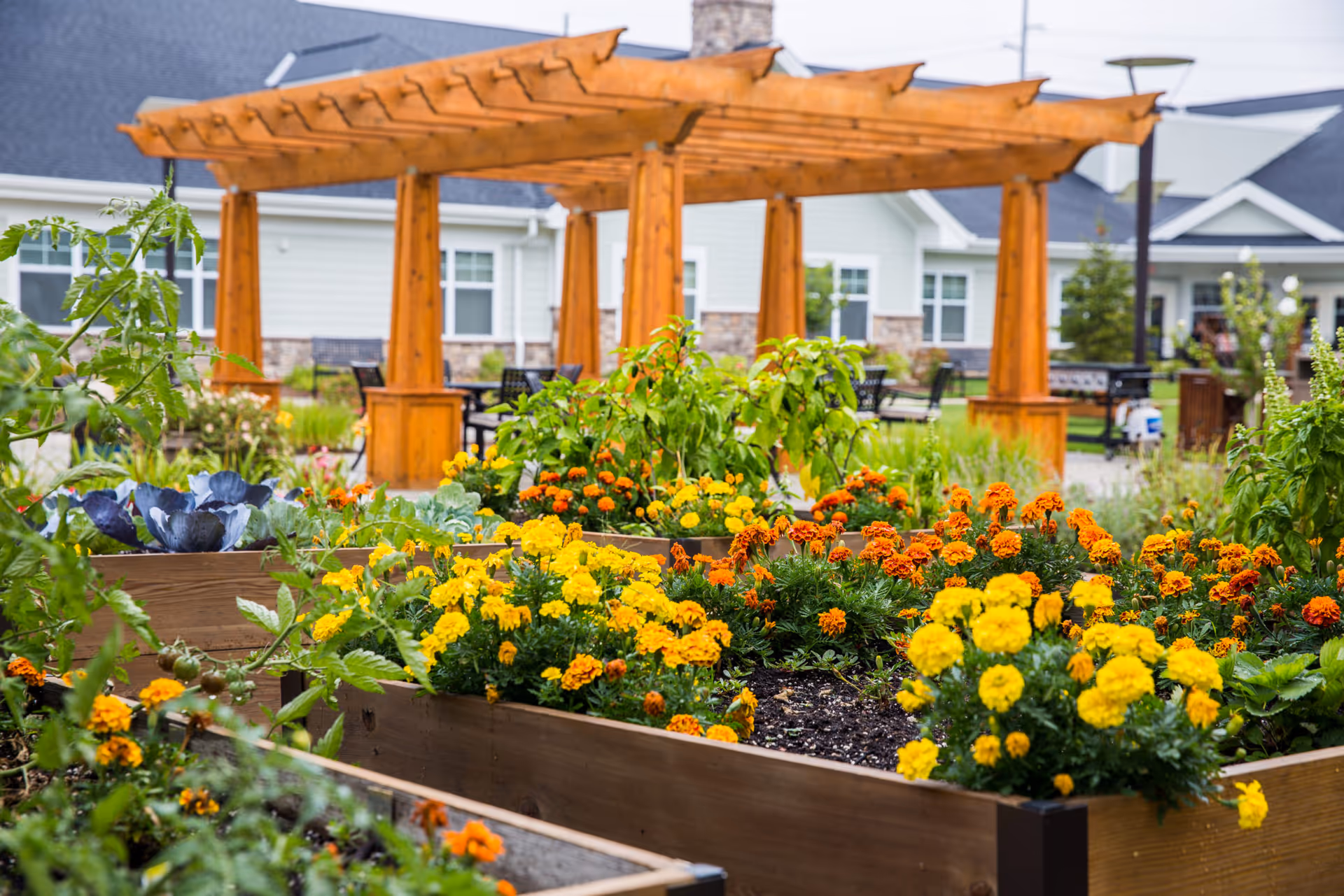 Raised garden beds filled with blooming yellow and orange flowers and green plants in an outdoor garden area with a wooden pergola and a senior living facility building in the background.