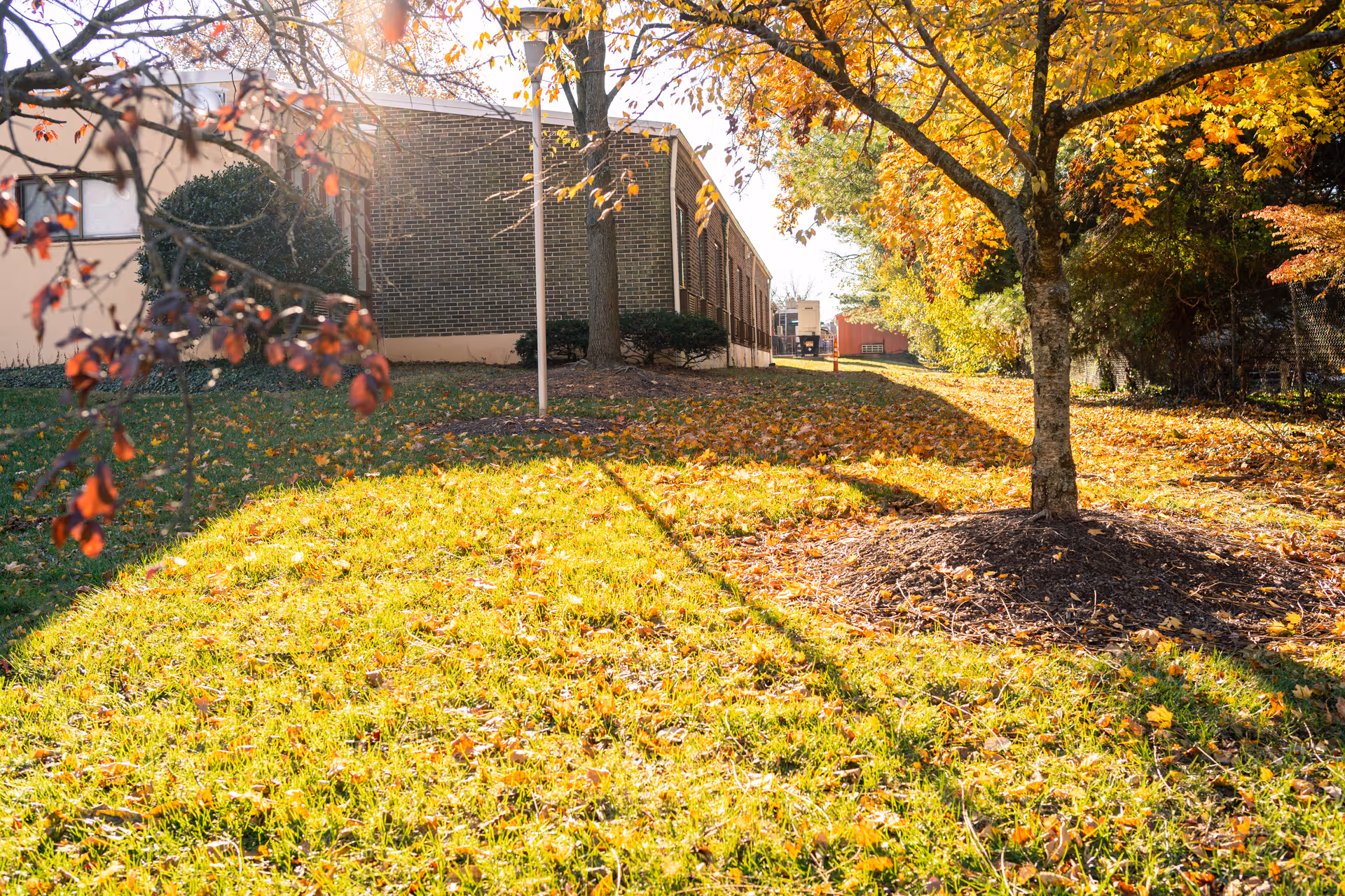 Outdoor scene showing a grassy area with scattered autumn leaves, a tree with orange and yellow leaves, and a brick building in the background under bright sunlight.