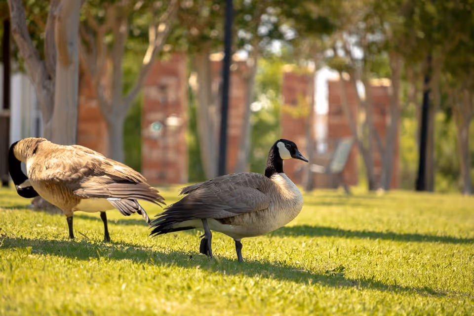 Two Canada geese standing on green grass in a park-like outdoor area with trees and a bench in the background.