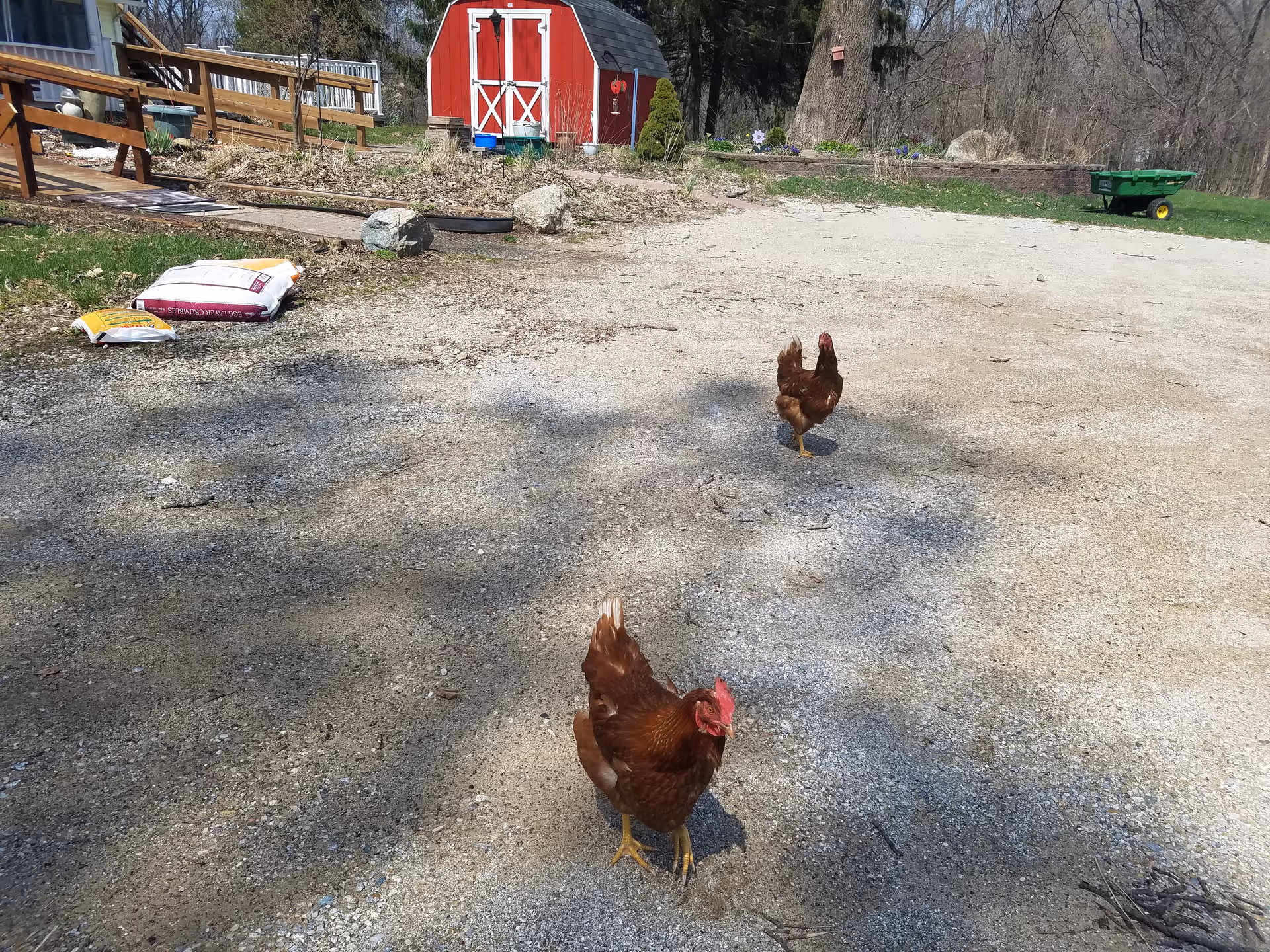 Two brown chickens walking on a gravel area near a red barn with white trim. There are bags of soil or fertilizer on the ground to the left, a wooden picnic table, and a green garden cart in the background. Trees and bushes surround the area.