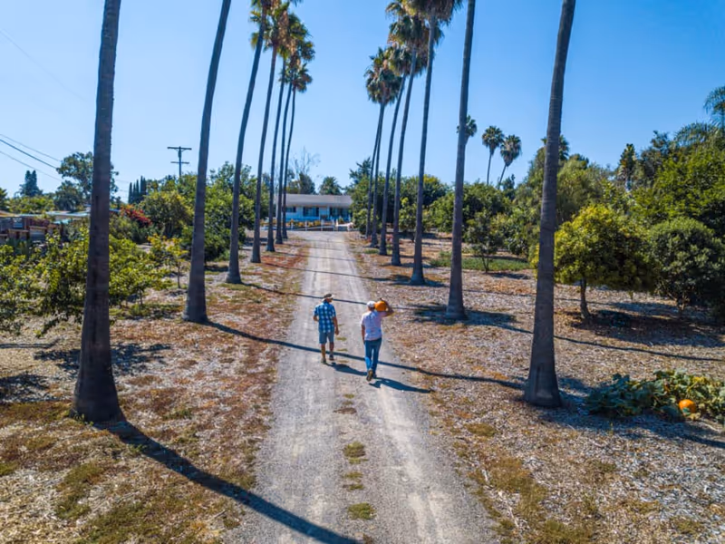 Two people walking down a long dirt path lined with tall palm trees on both sides, leading to a single-story building in the distance under a clear blue sky.