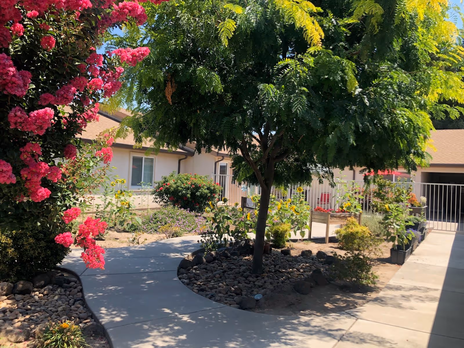 A sunny outdoor garden area at Hospitality House Assisted Living & Memory Care featuring a curved concrete pathway surrounded by various plants and flowers, including a tree with green foliage and vibrant pink flowering bushes. The building with beige walls and windows is visible in the background along with a gated area and some red chairs.