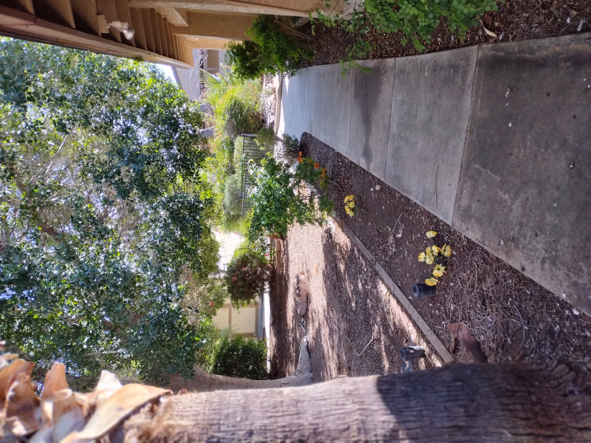 Concrete walkway beside a building lined with trees, shrubs, and landscaped mulch beds.