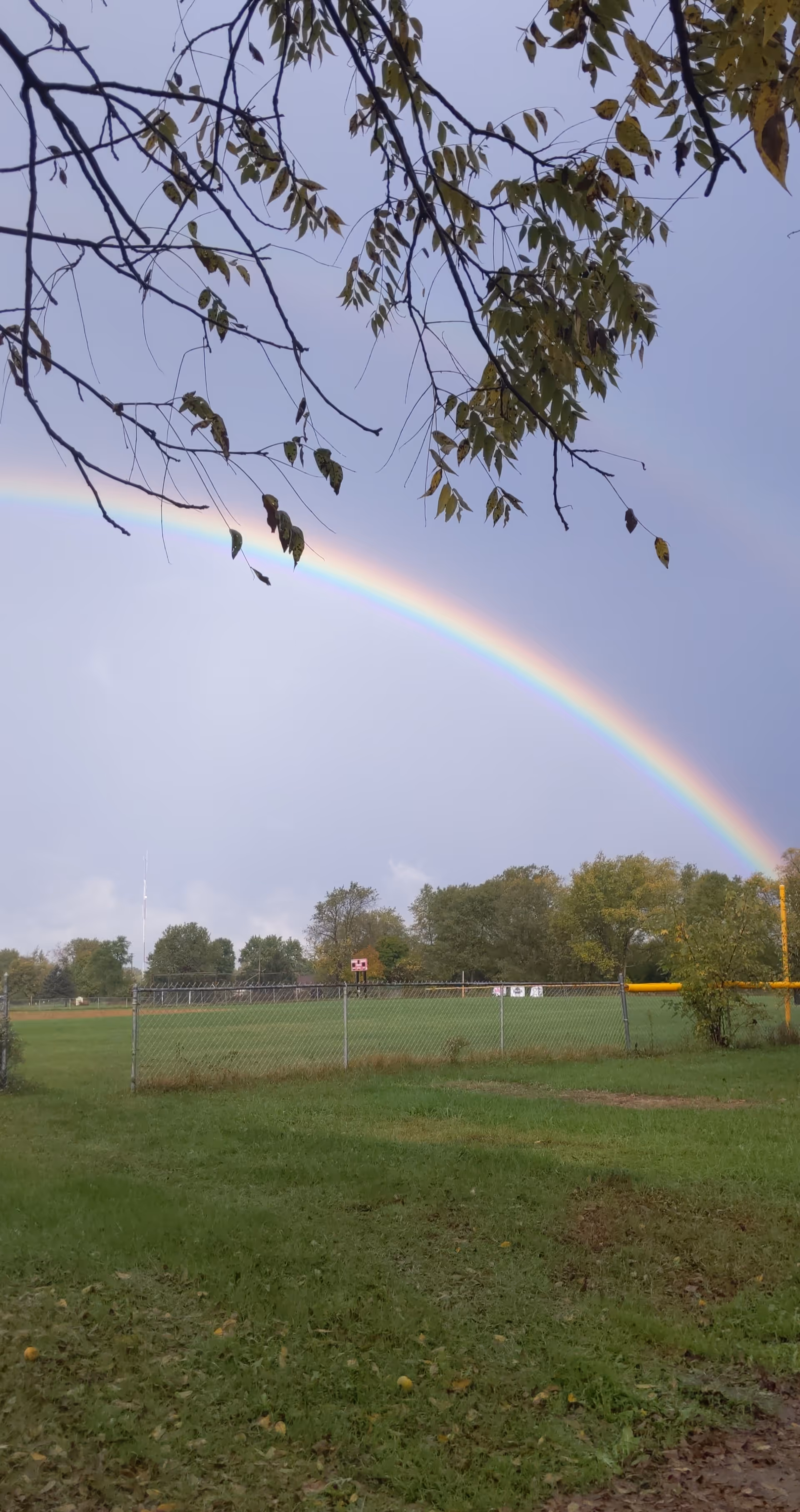 A vibrant rainbow arcs across a cloudy sky above a green grassy field enclosed by a chain-link fence. Trees with green leaves surround the field, and some branches with leaves are visible in the foreground at the top of the image.