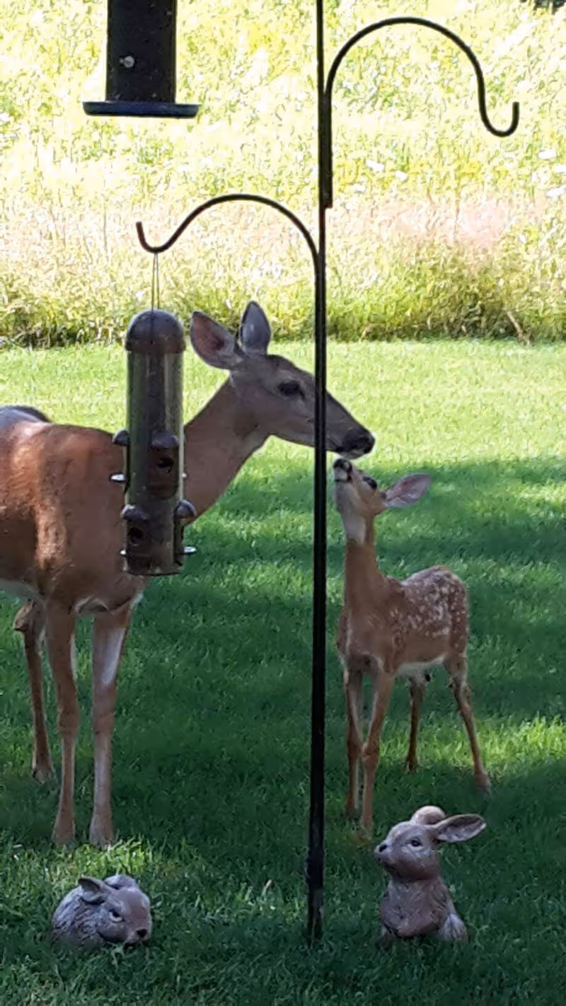 A doe and a fawn stand on a grassy lawn next to a hanging bird feeder and two small rabbit statues.