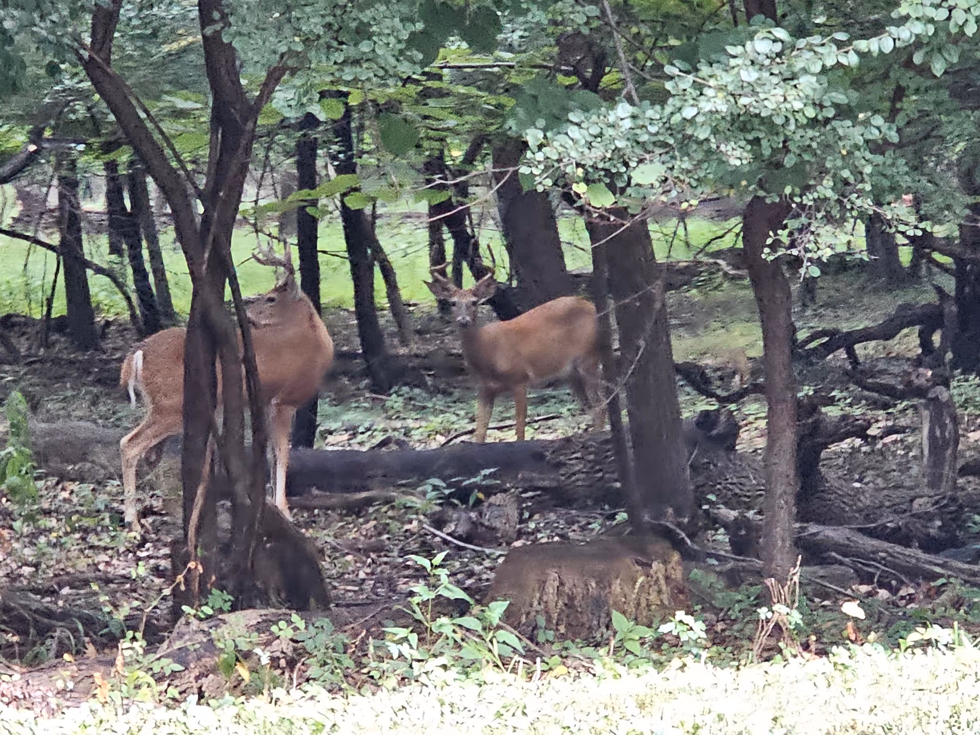 Several deer standing and resting among trees in a wooded, grassy area.