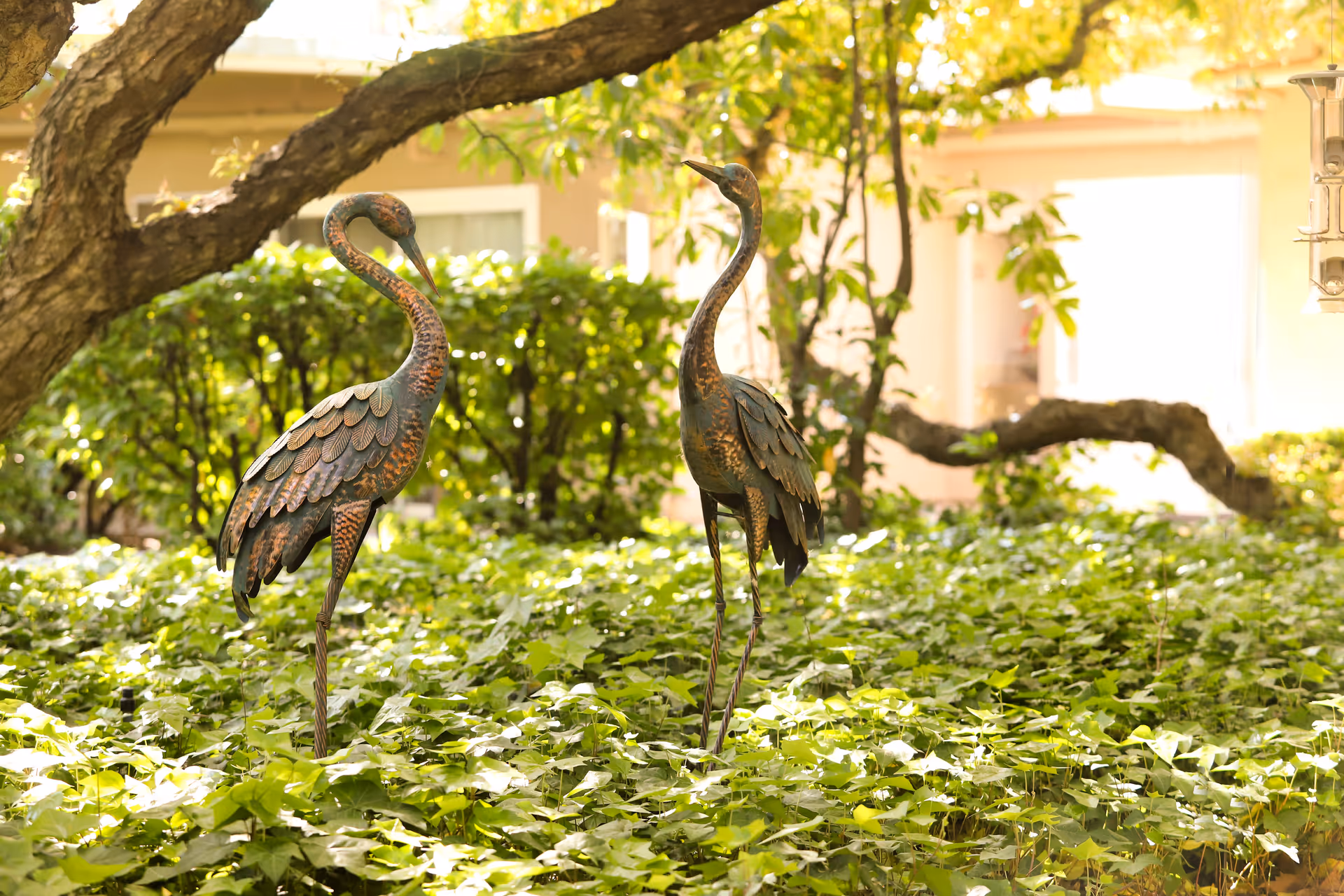 Two decorative metal crane statues standing among green leafy ground cover plants in a garden area with trees and bushes, with a building visible in the background.
