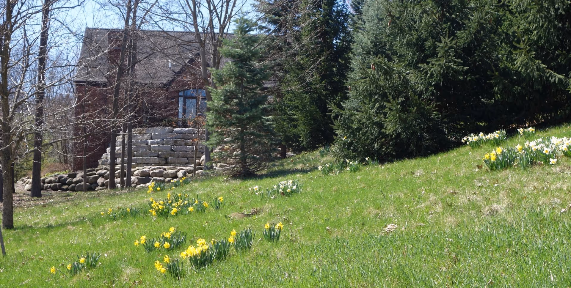 Grassy hillside dotted with yellow daffodils, evergreen trees, a stone retaining wall, and a partially visible brick building.