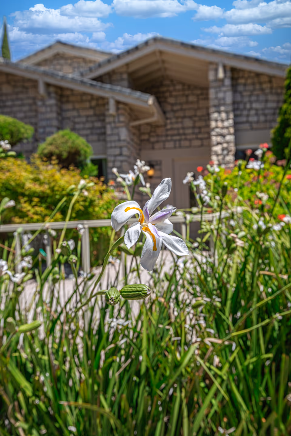 Close-up of a white flower with yellow and purple accents in a garden area in front of a stone building under a blue sky with scattered clouds.
