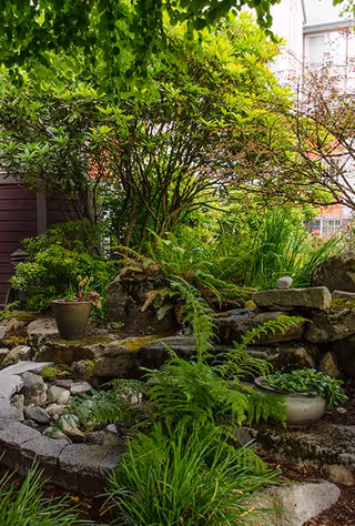 A lush garden area with various green plants, ferns, and shrubs surrounding a small stone water feature with rocks and a potted plant, adjacent to a building partially visible in the background.