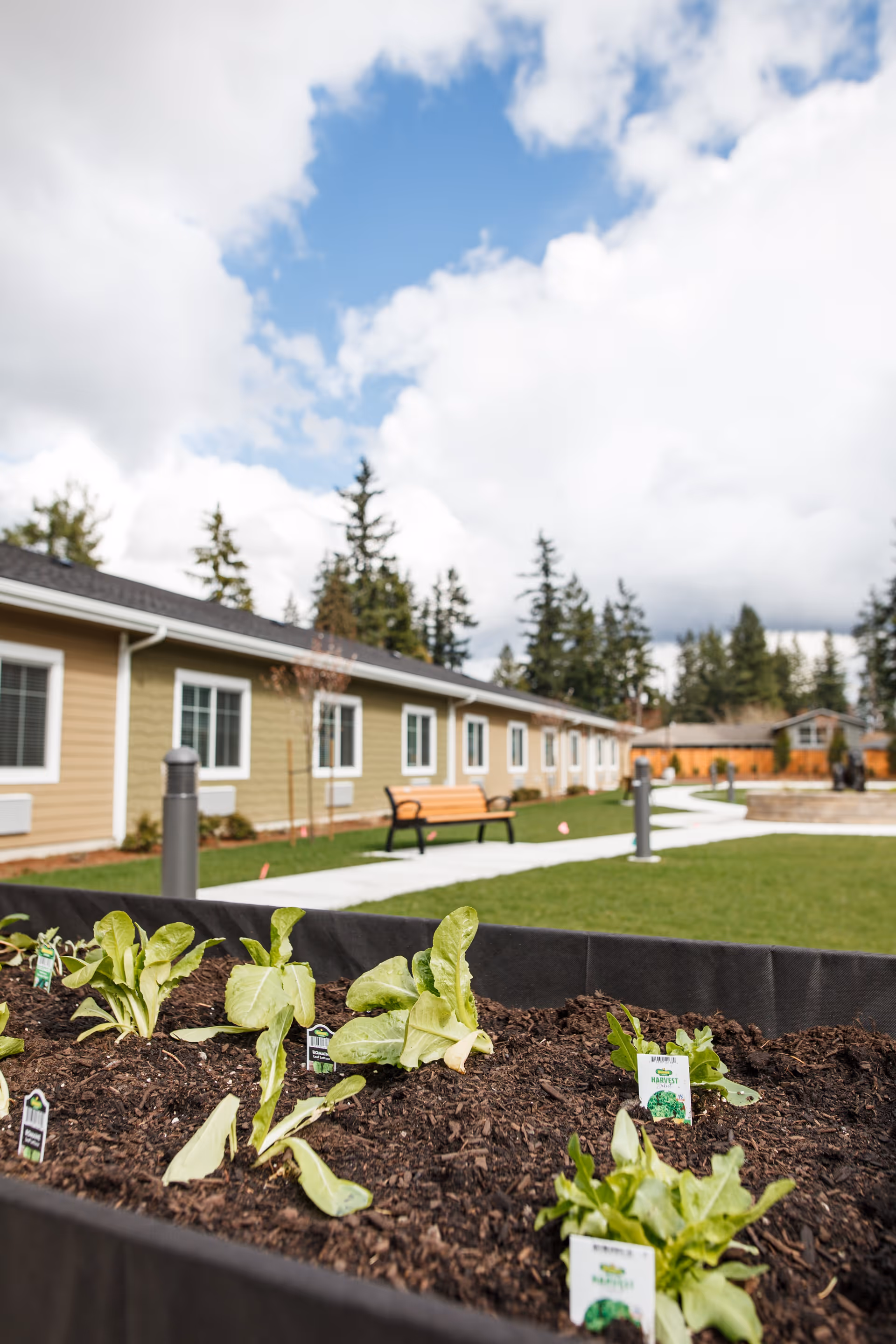 A raised garden bed with young leafy green plants growing in soil, set in the outdoor courtyard of a single-story residential building with beige and green siding. There is a paved walkway, a wooden bench, and tall evergreen trees in the background under a partly cloudy sky.