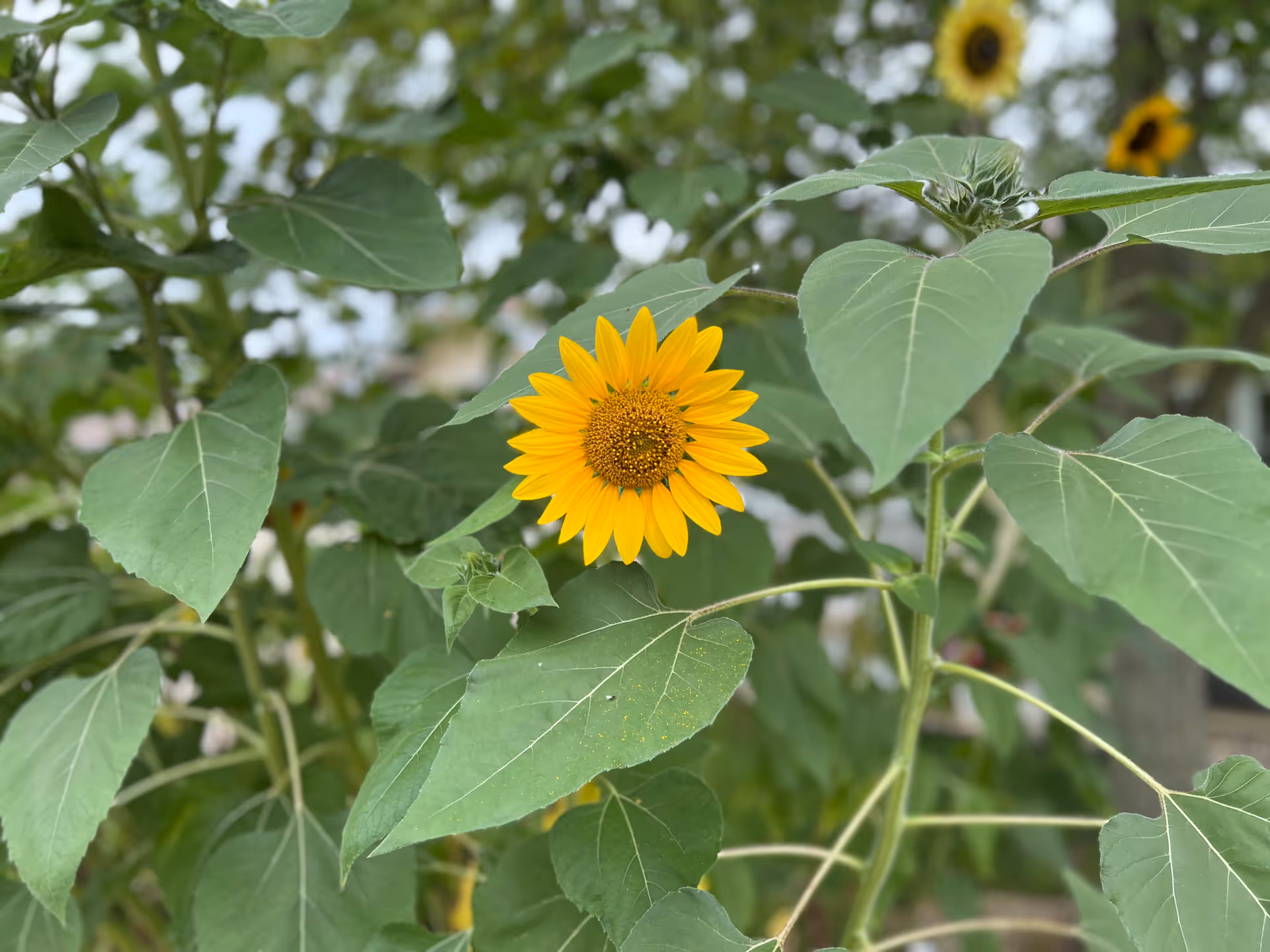 A close-up view of a bright yellow sunflower surrounded by large green leaves and other sunflowers in the background.