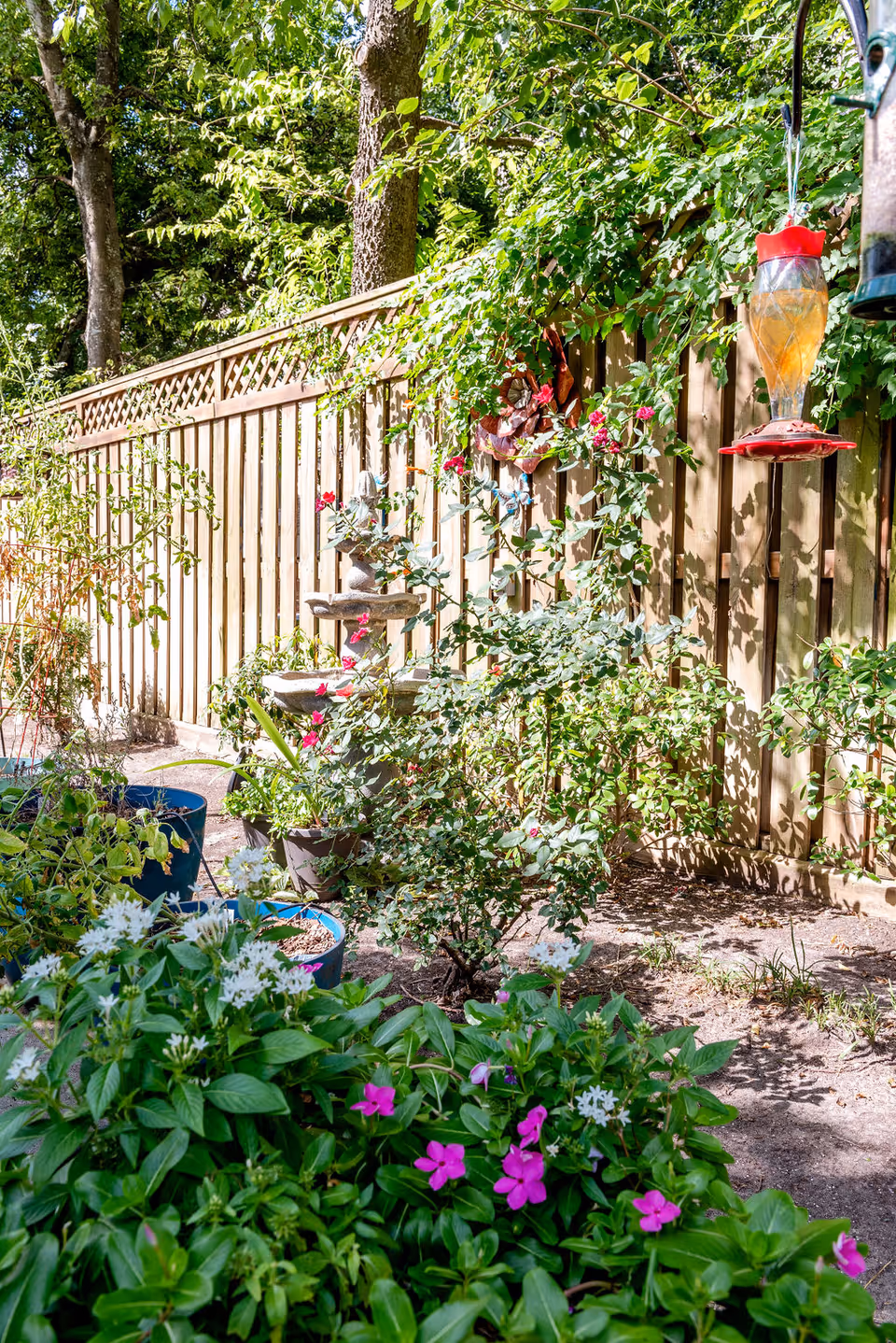 A sunny garden area with various green plants and colorful flowers in pots and planted in the ground. A wooden fence runs along the background with some climbing plants and a decorative stone water fountain. A hummingbird feeder filled with nectar hangs on the right side.