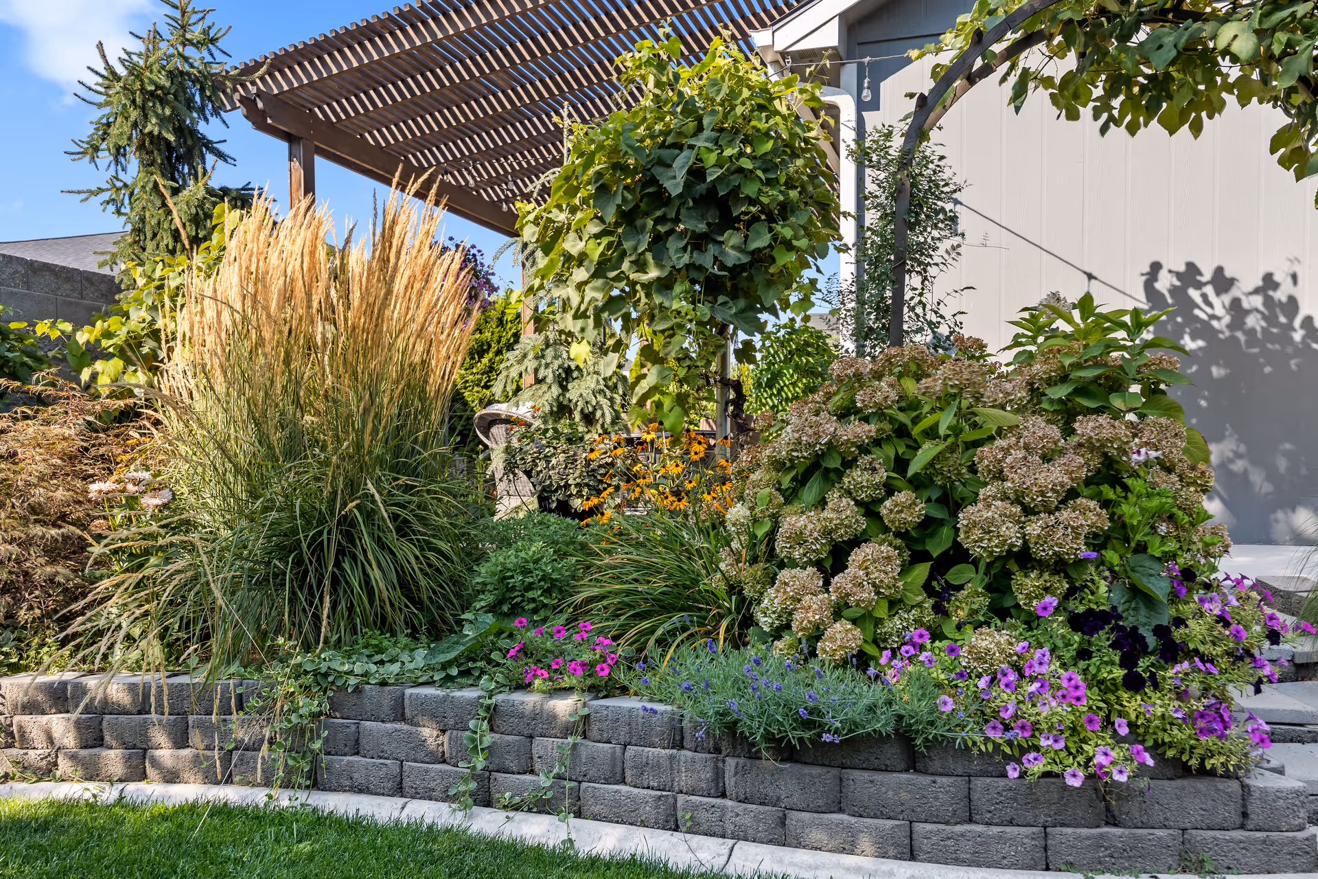 Raised stone planter with tall ornamental grasses, hydrangeas and purple flowers beneath a wooden pergola by a light-colored building.