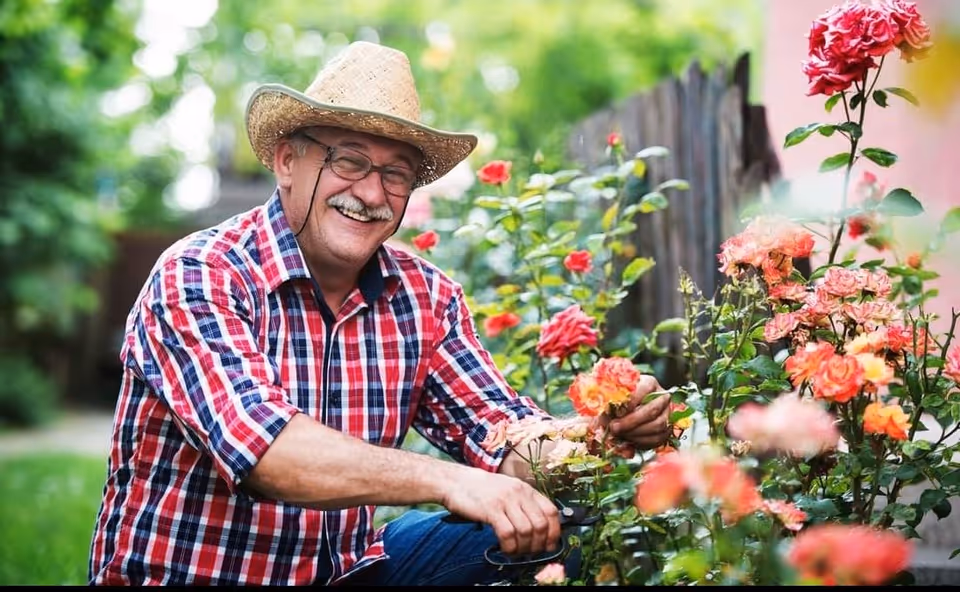 An elderly man wearing a straw hat and a red plaid shirt is smiling while gardening. He is trimming rose bushes with pruning shears in a lush green garden.