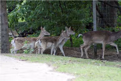 Three deer walk along a dirt path beside trees near a fence.