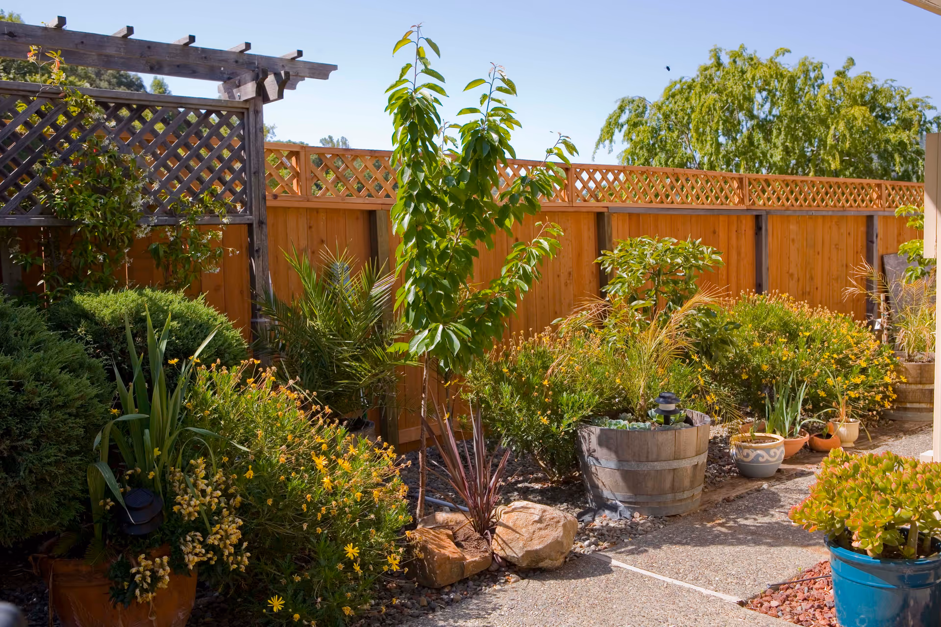 Sunny backyard garden with potted plants, shrubs, a wooden fence and lattice trellis.