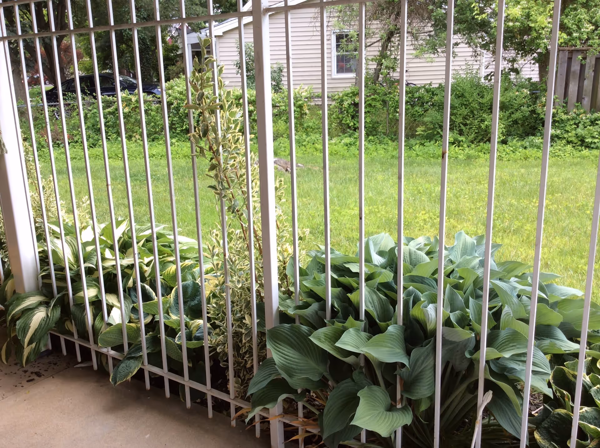 View through white vertical metal bars of a porch or patio area showing green leafy plants and grass outside with a house and trees in the background.