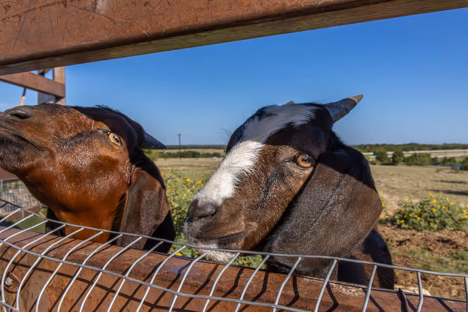 Two goats pressing their heads against a wooden and wire fence with a rural field and blue sky behind them.