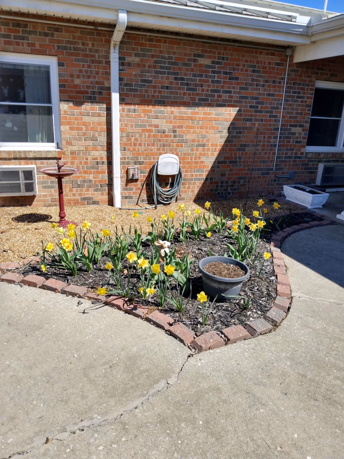 Small flowerbed of yellow daffodils and a potted plant in front of a brick building wall with a coiled garden hose and a birdbath.