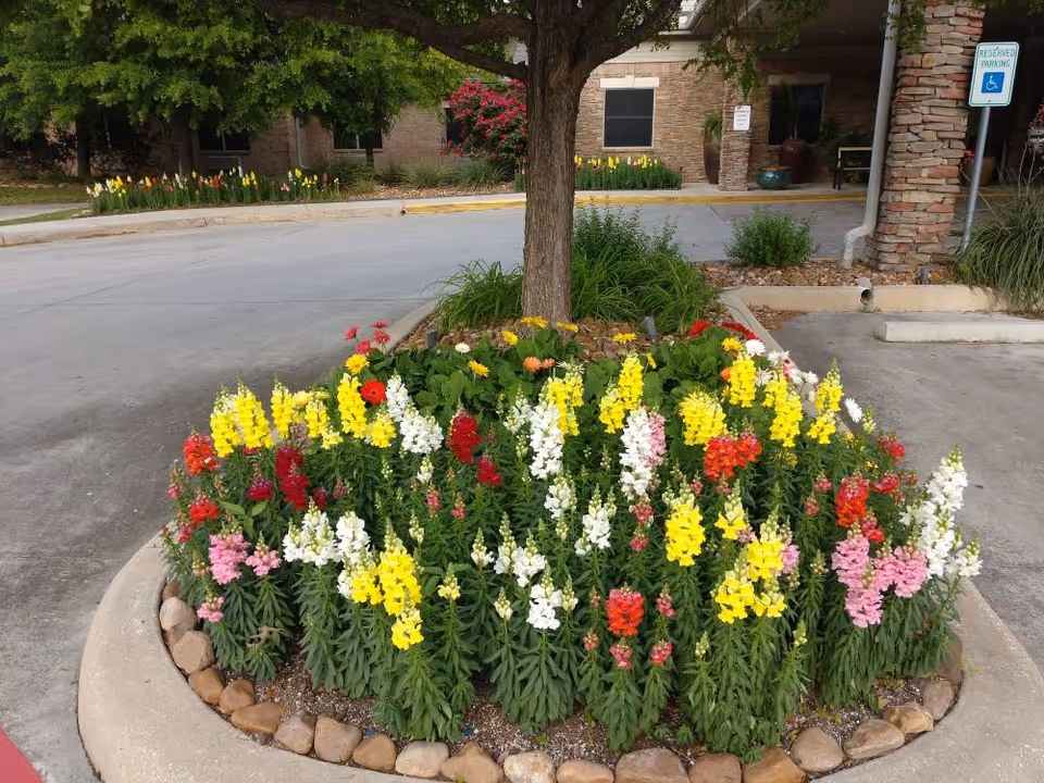 A circular flower bed with colorful snapdragon flowers in yellow, white, red, pink, and orange surrounding a tree trunk, located in a parking lot area near a building entrance with stone pillars and a reserved handicapped parking sign.