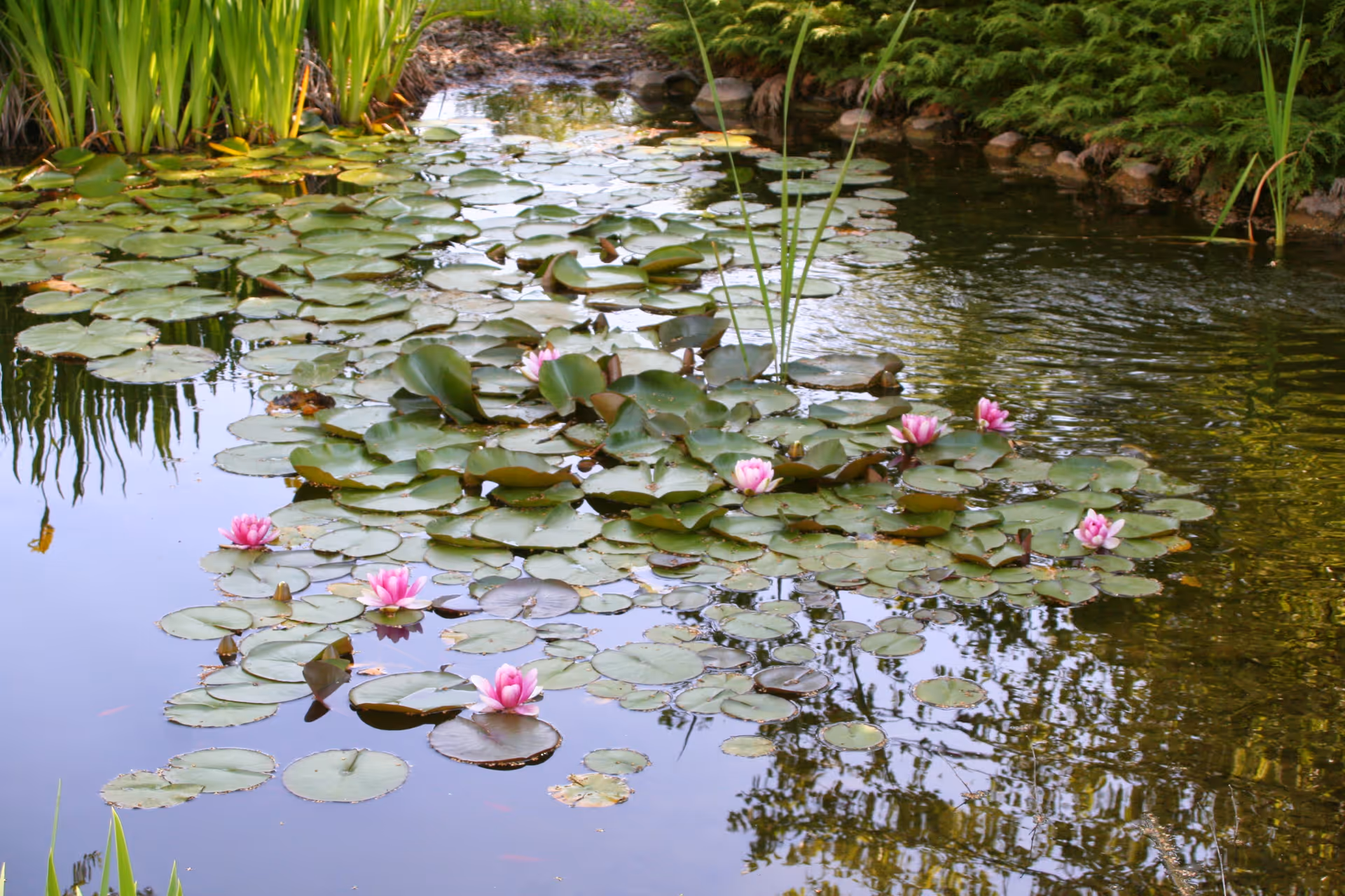 A serene pond filled with green lily pads and blooming pink water lilies, surrounded by lush greenery and rocks along the edge.