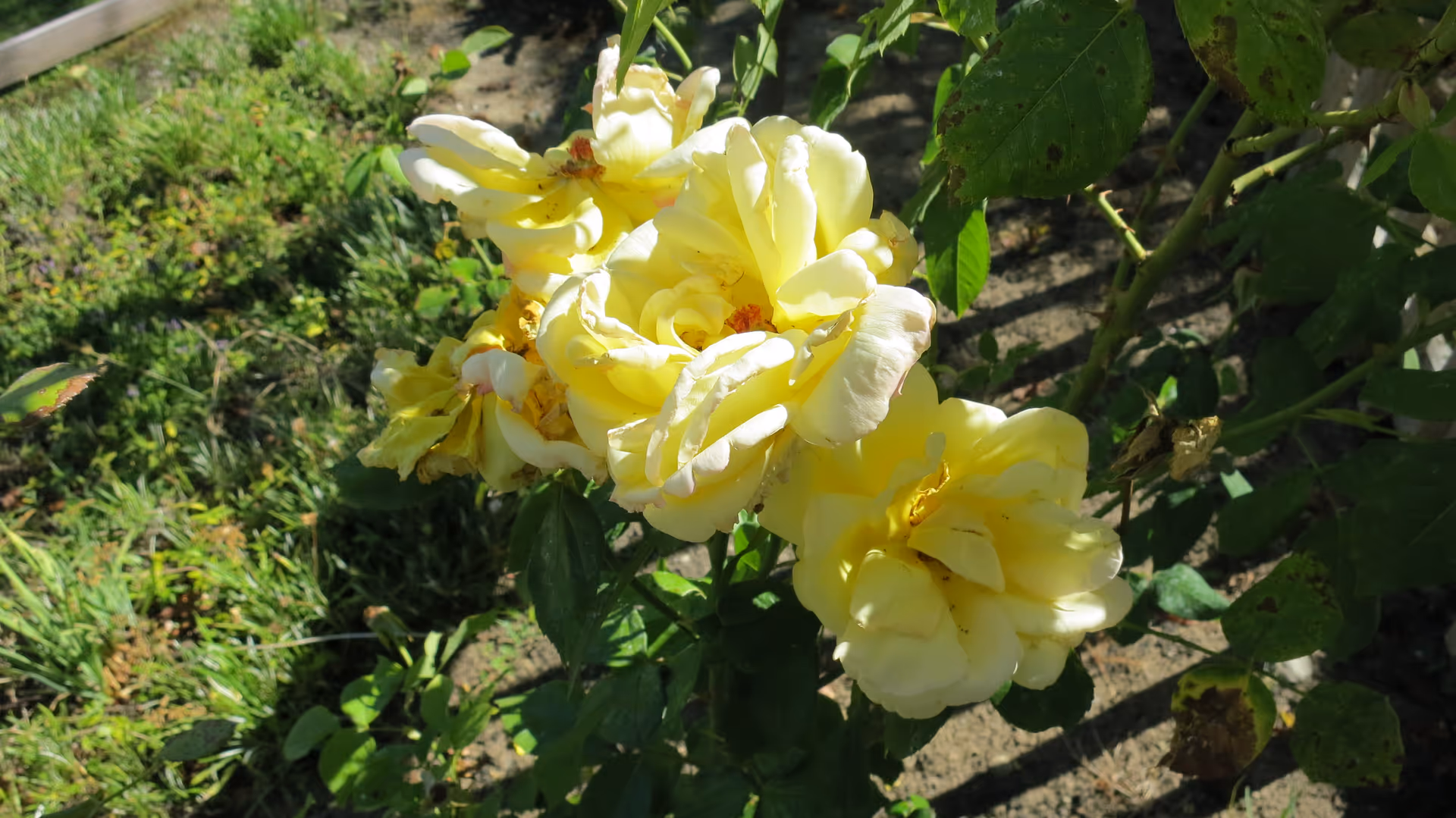 Close-up of several yellow roses blooming on a bush with green leaves and grass in the background, taken outdoors in sunlight.