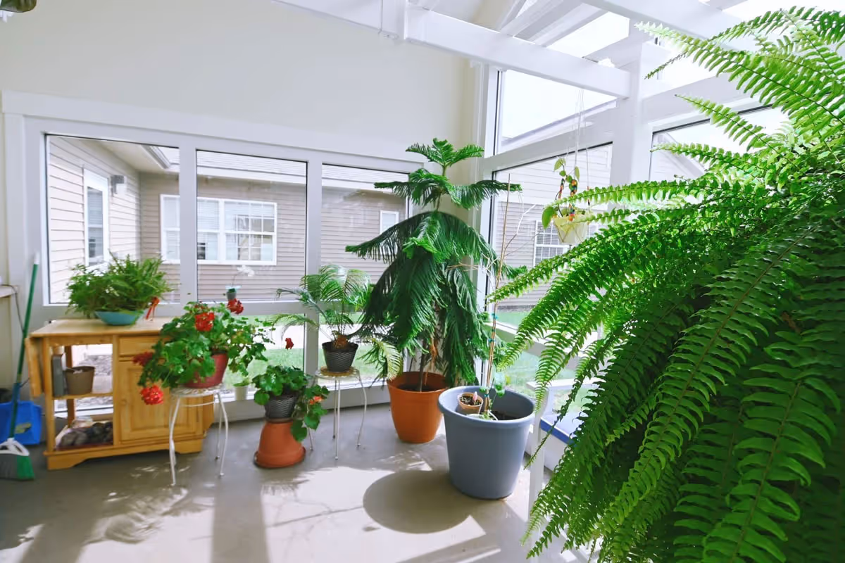 Sunlit indoor sunroom with large windows filled with multiple potted and hanging plants and ferns.