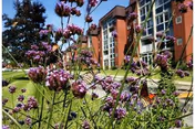 Purple flowers and green plants in the foreground with a multi-story brick building and large windows in the background under a clear blue sky.