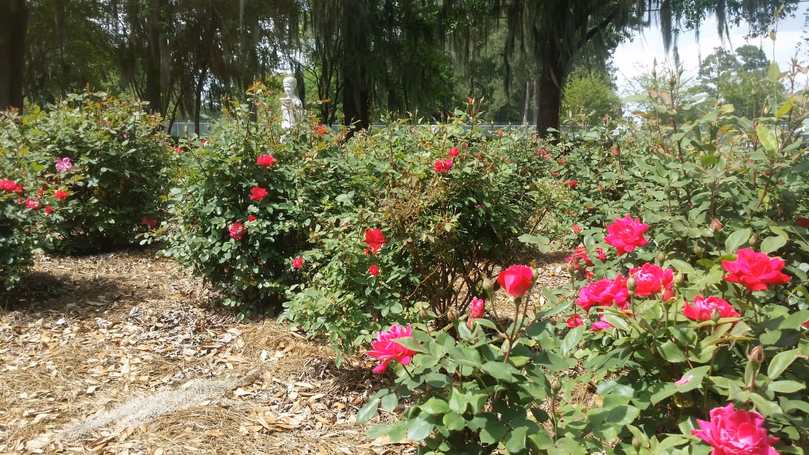 A garden area with blooming pink and red rose bushes under large trees with hanging moss. A white statue is visible in the background among the greenery.