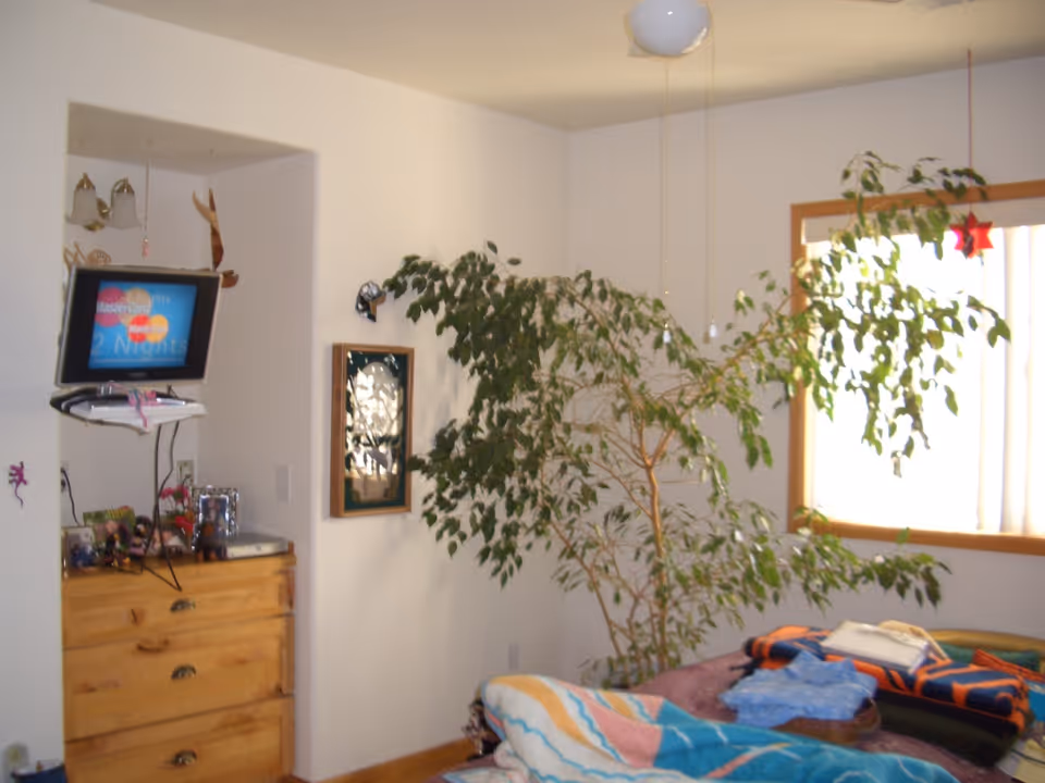 Cozy bedroom interior with a large potted tree, wooden dresser, wall-mounted TV, and a bed covered with colorful blankets.