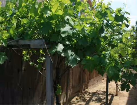 Grapevines drape over a wooden fence along an outdoor pathway.