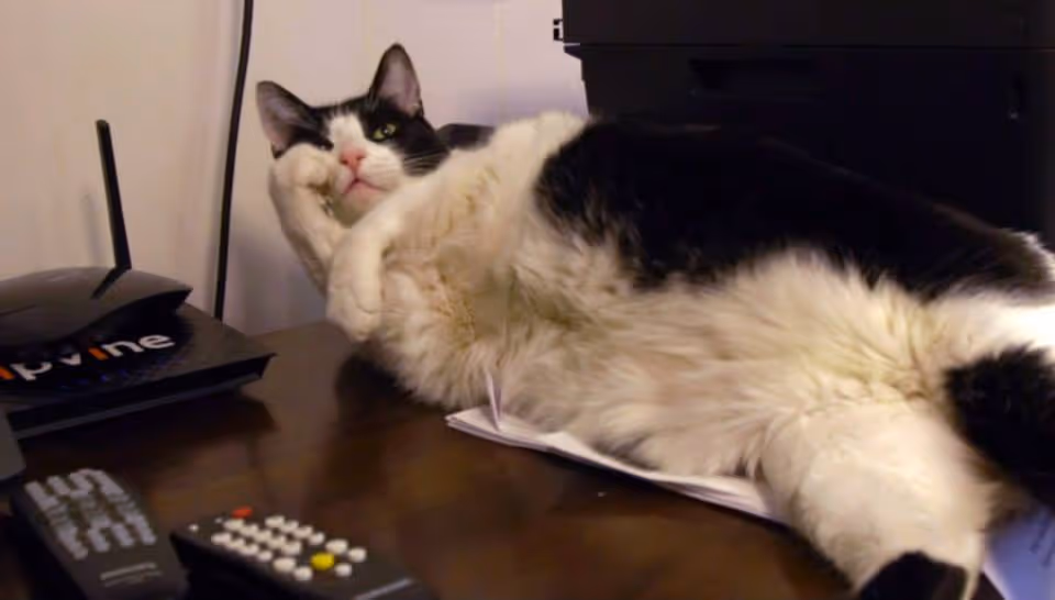 Black-and-white cat reclining on a wooden table next to remote controls and a router.