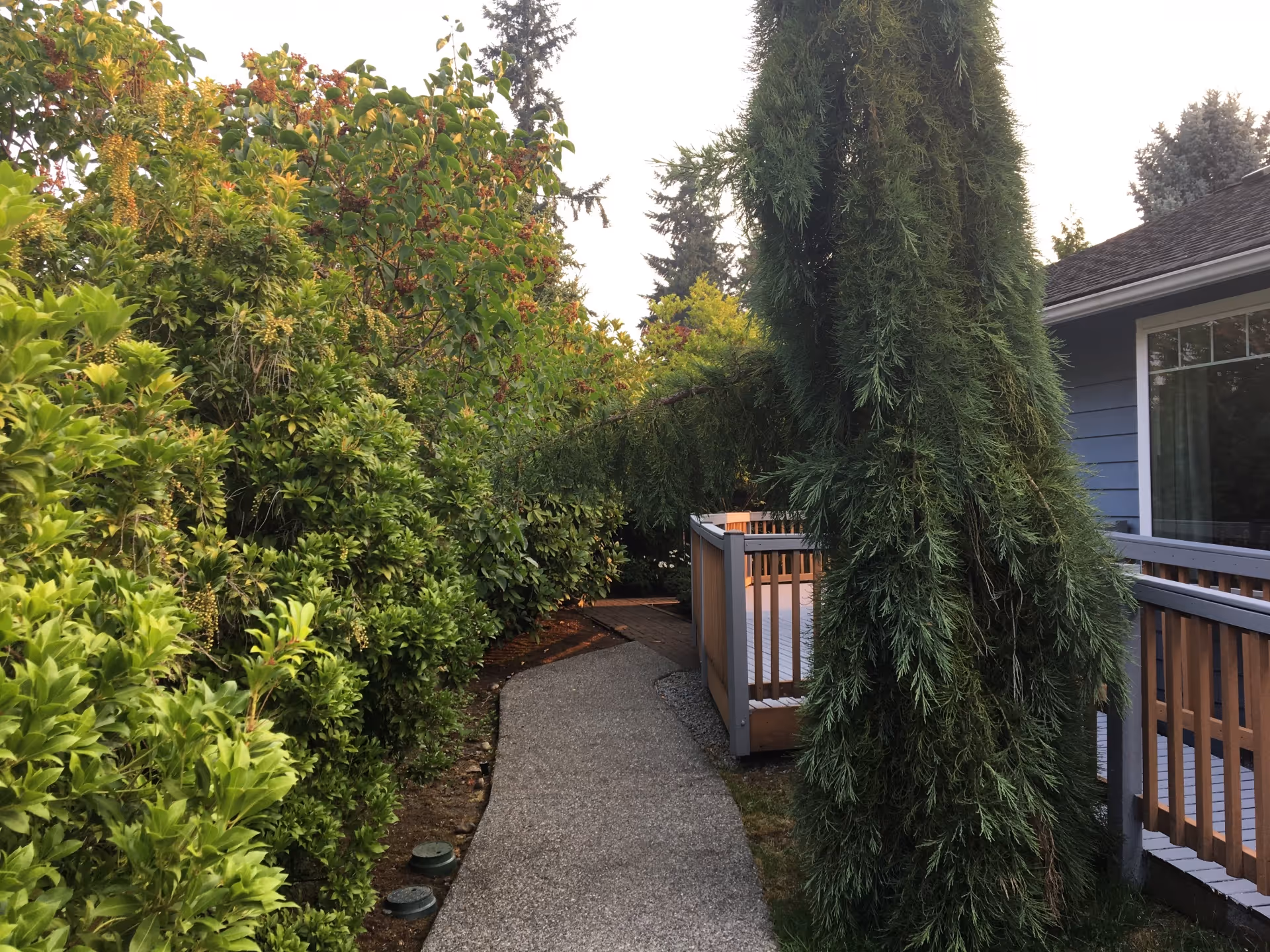 A narrow outdoor pathway surrounded by dense green bushes and trees on the left side, with a wooden deck and part of a blue building visible on the right side under a clear sky.