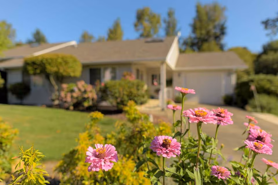 Close-up of pink flowers in the foreground with a single-story house and green lawn in the background under a clear blue sky.
