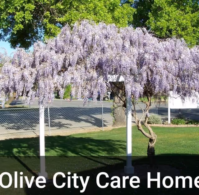 A wisteria tree with cascading lavender blooms over a grassy yard and chain-link fence, with the text 'Olive City Care Home' at the bottom.
