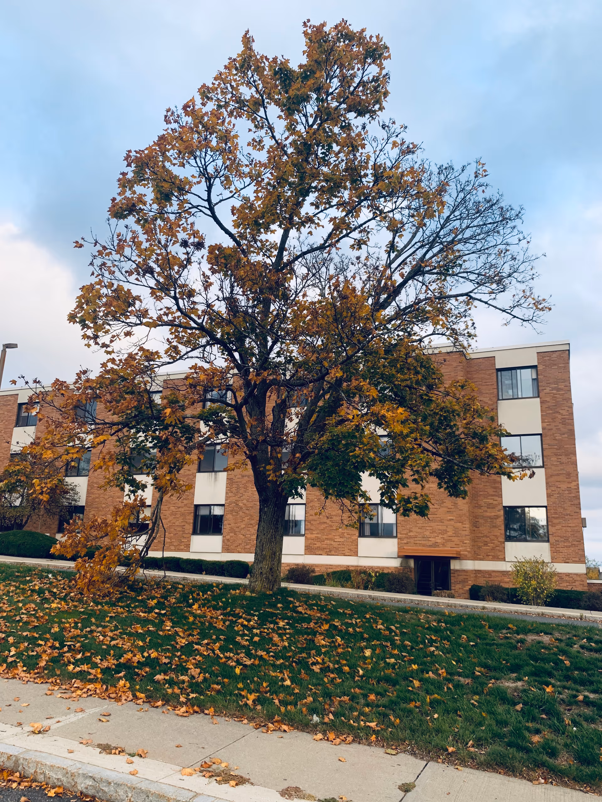 Front of a three-story brick building with a large tree in autumn foliage and fallen leaves on the lawn and sidewalk.