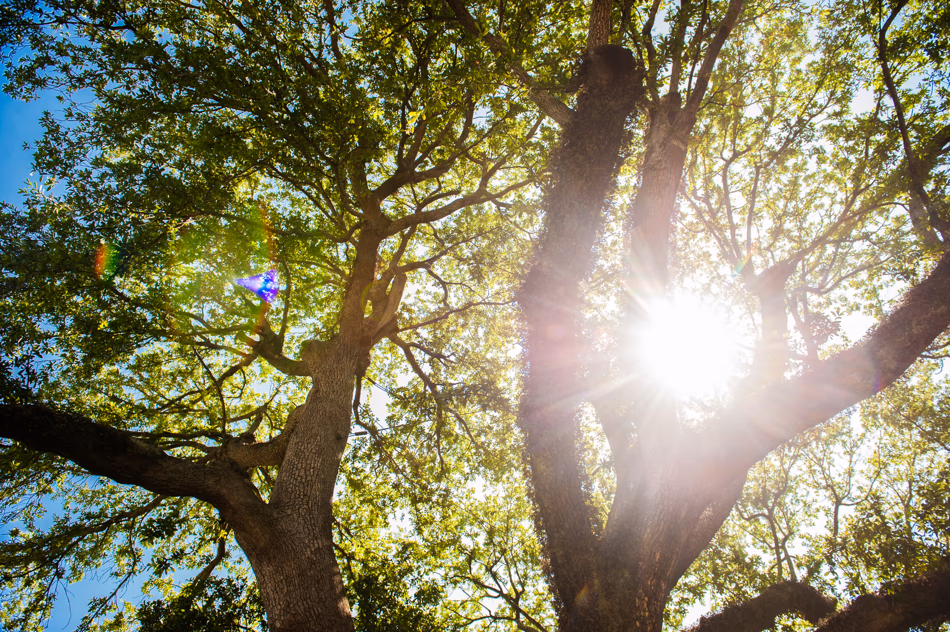 Sunlight shining through the branches and green leaves of large trees against a clear blue sky.