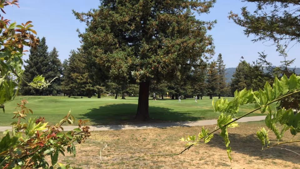 A scenic outdoor view featuring a large tree in the center with a grassy area and a paved path. Surrounding the tree are other trees and greenery, with a few people visible in the distance on the grass. The sky is clear and blue.