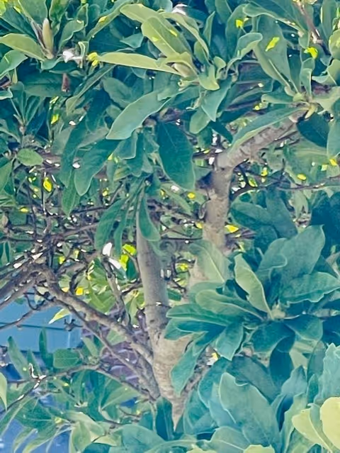 Close-up view of green leafy branches and foliage of a tree with sunlight filtering through the leaves.