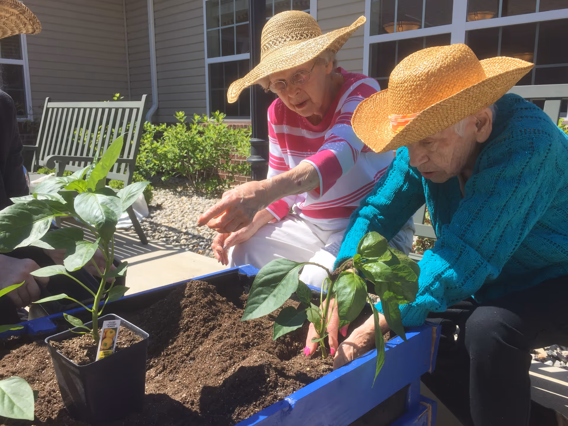 Two elderly women wearing straw hats are gardening outdoors at Cypress Pointe Health Campus. One woman in a pink and white striped shirt is pointing at the soil, while the other woman in a teal sweater is planting a green leafy plant in a blue raised garden bed. There are green plants and a bench in the background near the building.