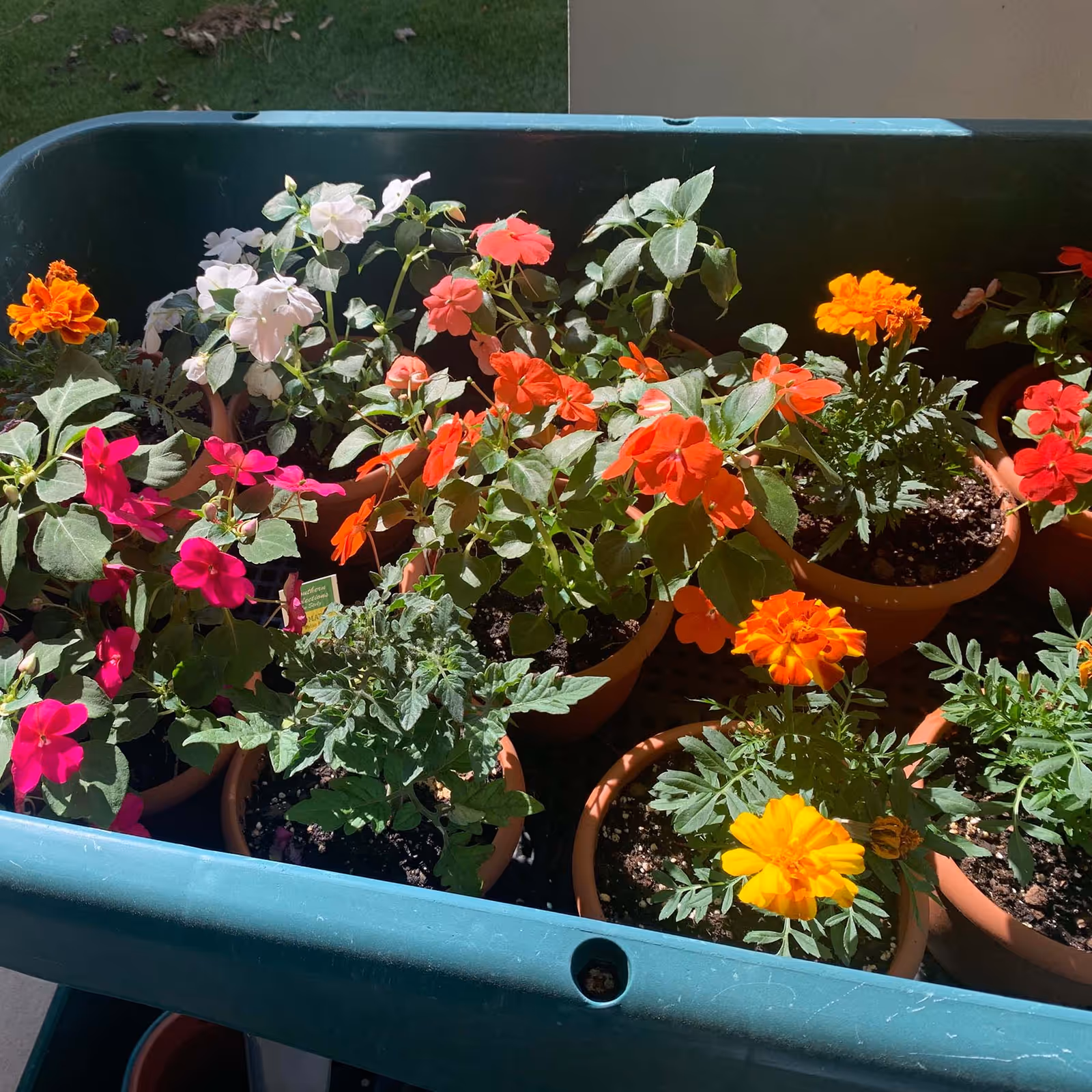 A green plastic container holding several small terracotta pots with blooming flowers in various colors including orange, pink, red, and white, placed outdoors with grass visible in the background.