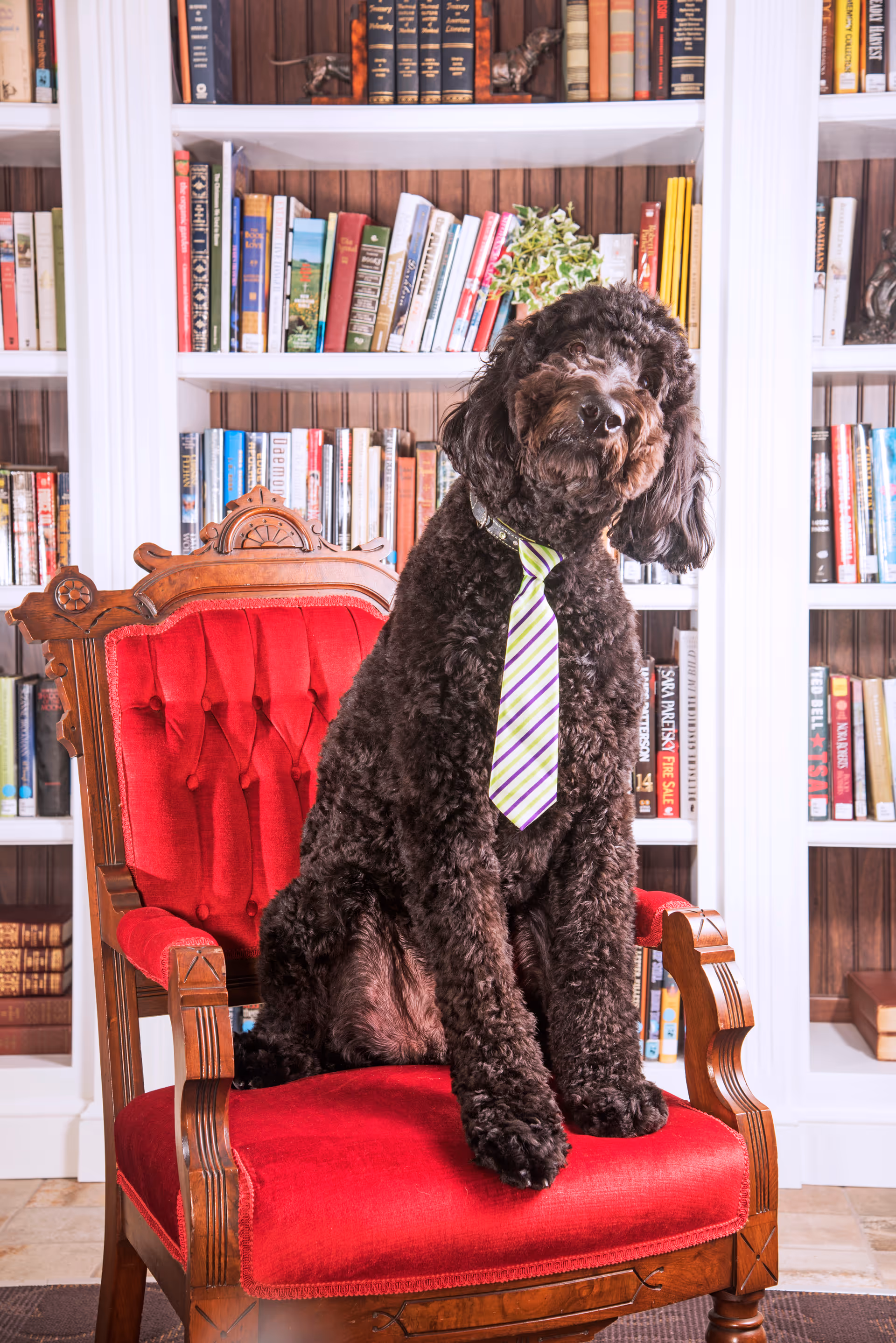 A large black curly-haired dog wearing a striped tie sits on a red upholstered wooden armchair in front of a bookshelf filled with books.