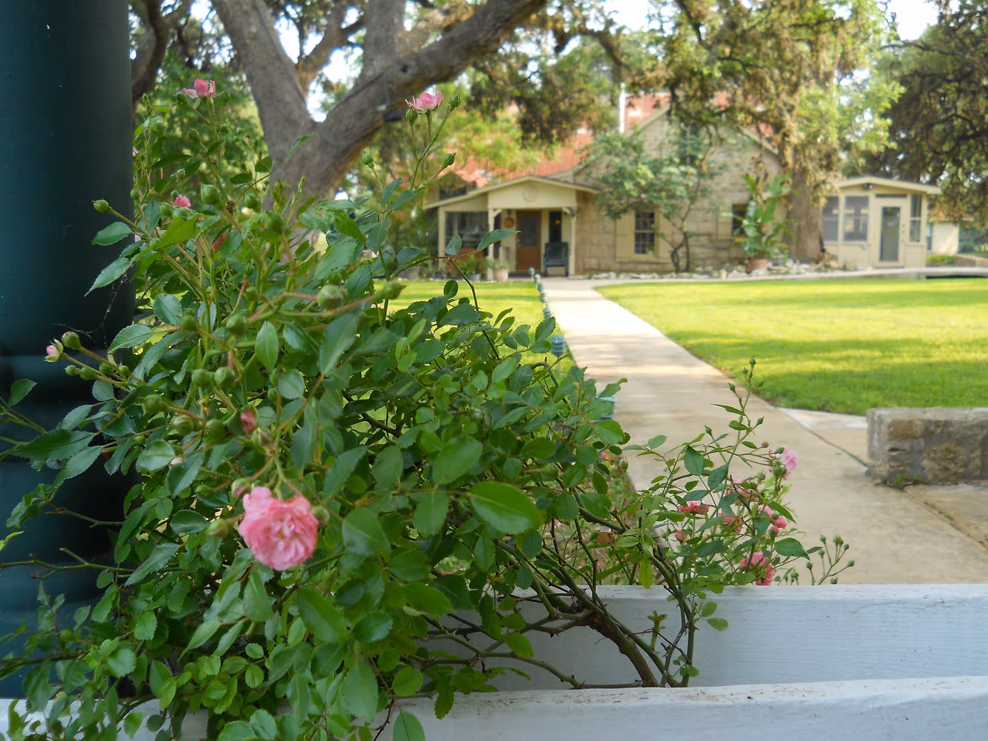 View of a garden with green grass, a concrete pathway leading to a stone building surrounded by trees and plants, with pink flowers in the foreground.