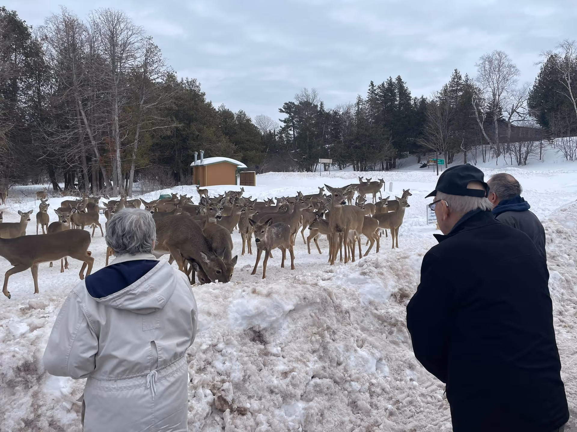 Three elderly people standing outdoors on a snowy ground, observing a large group of deer gathered near a snowbank with trees and a small building in the background under a cloudy sky.
