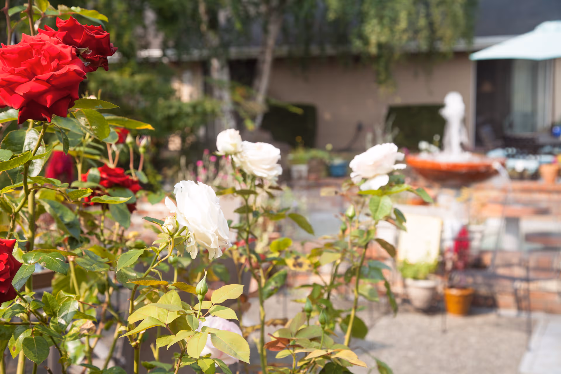 Close-up view of red and white roses in a garden with a blurred background showing a water fountain, potted plants, and outdoor seating area.