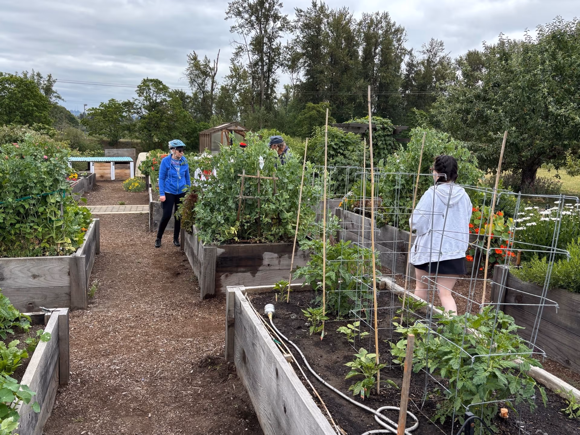 Three people tending to plants in a community garden with raised wooden garden beds filled with various green plants and flowers under a cloudy sky.