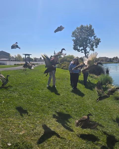 Two people standing on a grassy area near a pond with several ducks flying and walking around them under a clear blue sky. There is a tree and houses in the background.